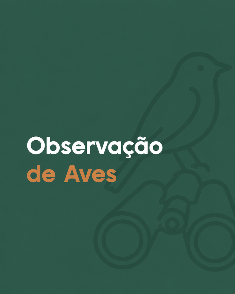 Observação de Aves